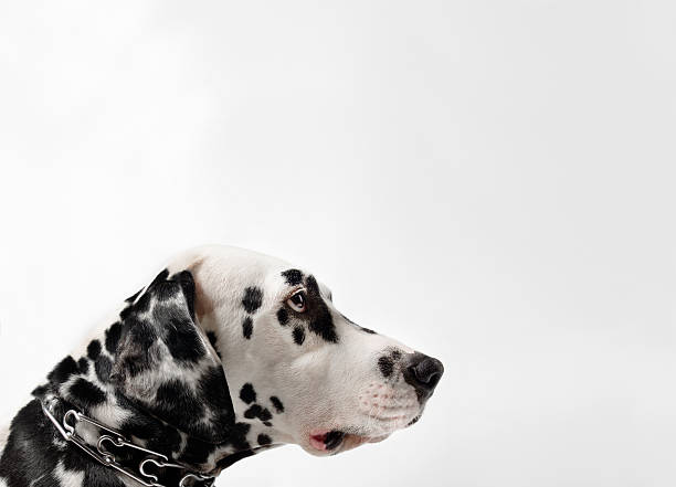 istock Dalmatian black and white portrait 499847632