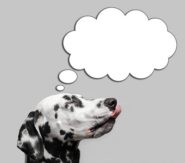 istock Dalmatian dog licked 499847926