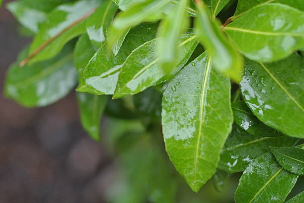 istock Green Bushes and Foliage in Rain 499848380