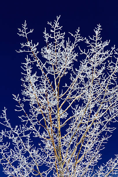 istock Aspen tree with heavy frost 499848878