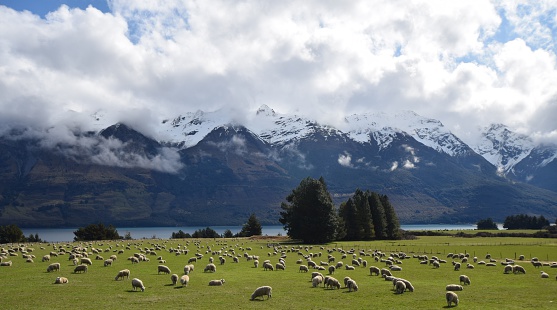 Sheep, grass, river, mountain, clouds - classic New Zealand nature