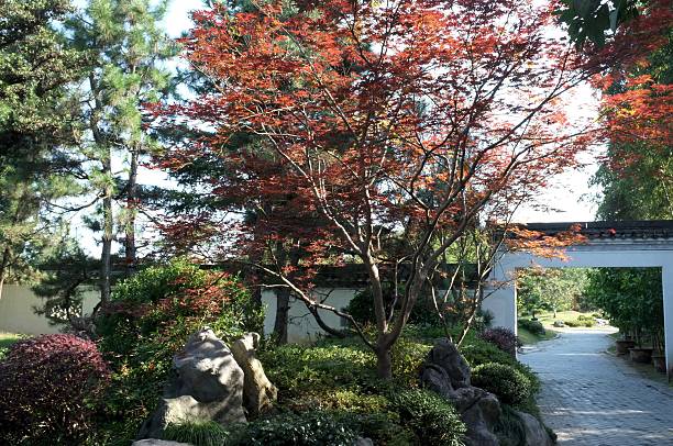 istock Traditional Chinese Bonsai Garden 499849008