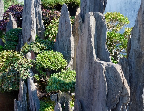 Traditional Chinese Bonsai Garden