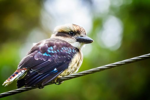 Baby kookaburra perched on a wire.