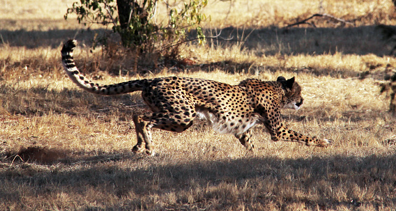 A Cheetah (Acinonyx jubatus) running in the grasslands near Magaliesberg in South Africa. The Cheetah is the fastest land animal on earth, reaching speeds up to 120 km/hr.