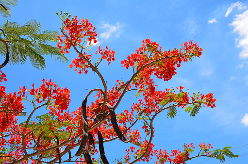 Branch Flame tree delonix regia over background sky