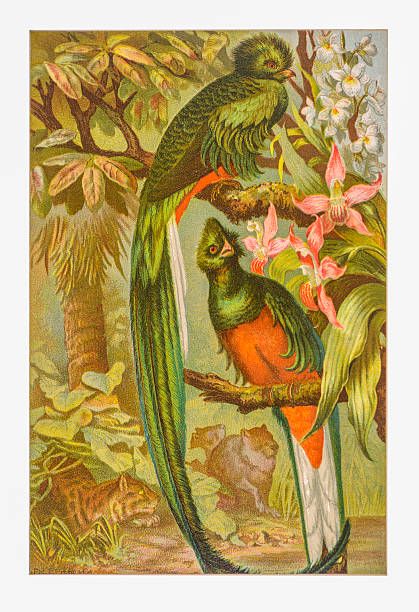 빛나는 트로곤 - illustration and painting bird drawing color image stock illustrations