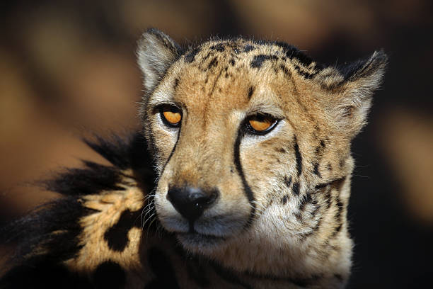 istock South Africa: Close-Up of a Cheetah 499852278