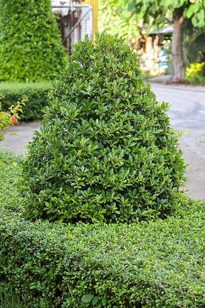 istock Natural bonsai tree in garden 499852314
