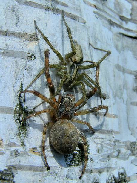 istock couple of spiders 499852426