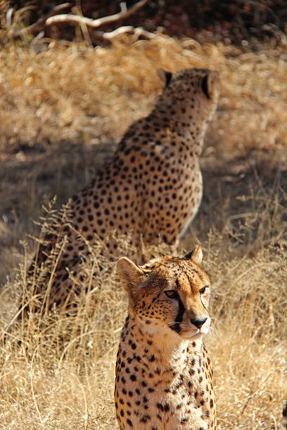 istock South Africa: Pair of Cheetahs 499852756