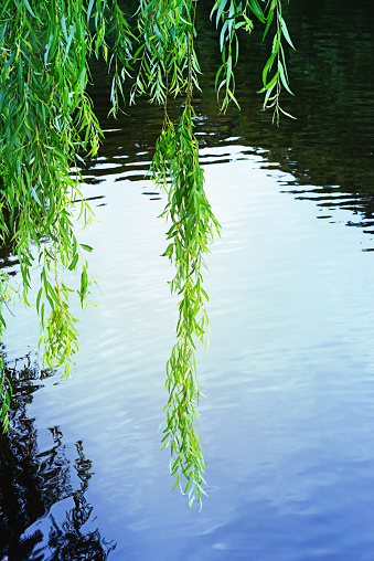 Willow. Branch of a willow in an edge in a river. The Japanese landscape