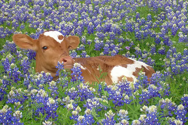 New born Texas Longhorn in spring bluebonnets.  Texas Hill Country