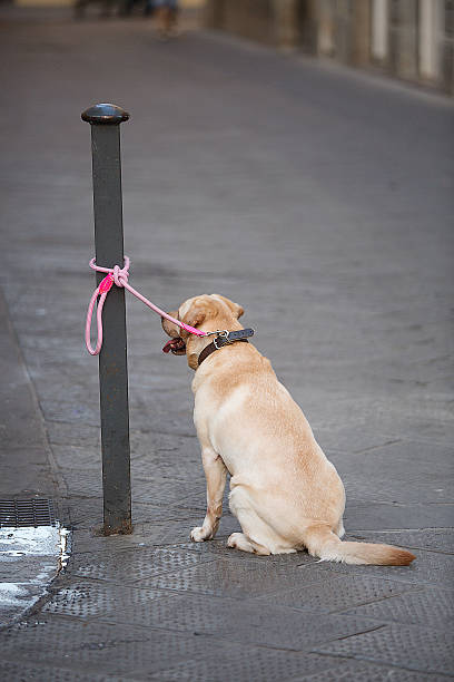 istock Dog tied up to a post 499855926