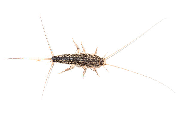 istock Silverfish, Lepisma saccharina, isolated on white background 499856018