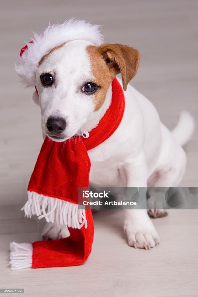 Linda Jack Russel Terrier Cachorro En Vestido De Santa Claus Foto de stock  y más banco de imágenes de Animal - iStock
