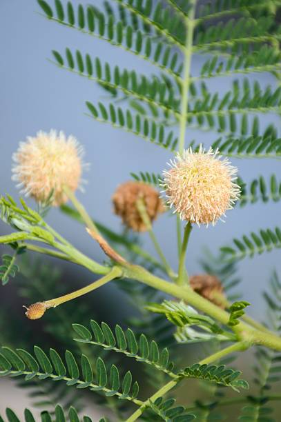 istock fresh acacia flower in vegetable garden 499857178