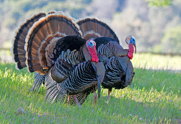 Male Wild Turkeys Walking in Green Grass stock photo