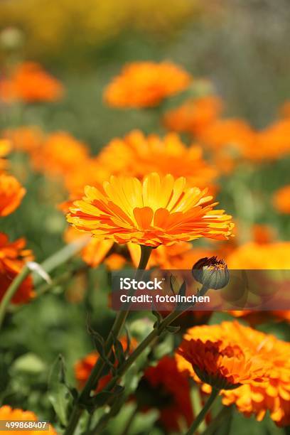 Calendula Blumen Stockfoto und mehr Bilder von Studentenblume - Studentenblume, Blume, Chrysanthemum segetum