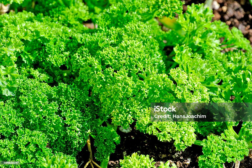 Parsley Branch - Plant Part Stock Photo