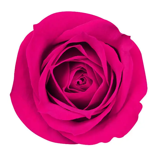Hot Pink Rose isolated on white. Closeup