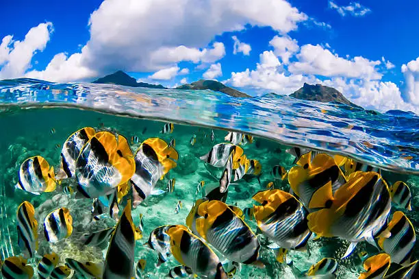 A beautiful split image of a school of yellow butterfly fishes and the blue sky in French Polynesia