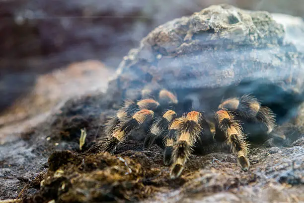 a tarantula, waiting for prey...or just feeling lonely and bored?