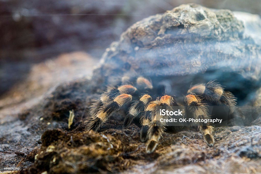 Tarântula - Foto de stock de Brachypelma Smithi royalty-free