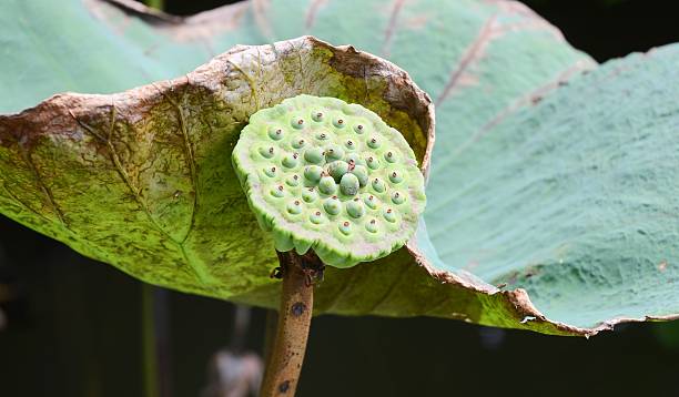 istock Lotus flower in garden 499870485
