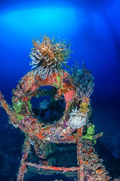 Glassfish and colorful feather stars on underwater wreckage