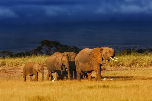 African Elephant herd enjoys the last rays of the sun stock photo