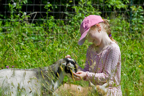 istock Girl and Her Baby Goats 499871027