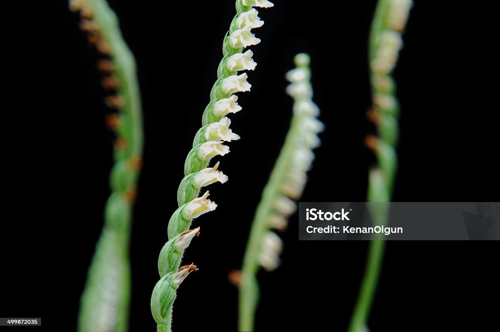 spiranthes spiralis - Стоковые фото Аборигенная культура роялти-фри