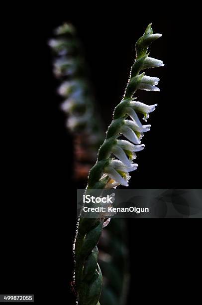 Spiranthes Spiralis 0명에 대한 스톡 사진 및 기타 이미지 - 0명, 가냘픈, 건조 기후