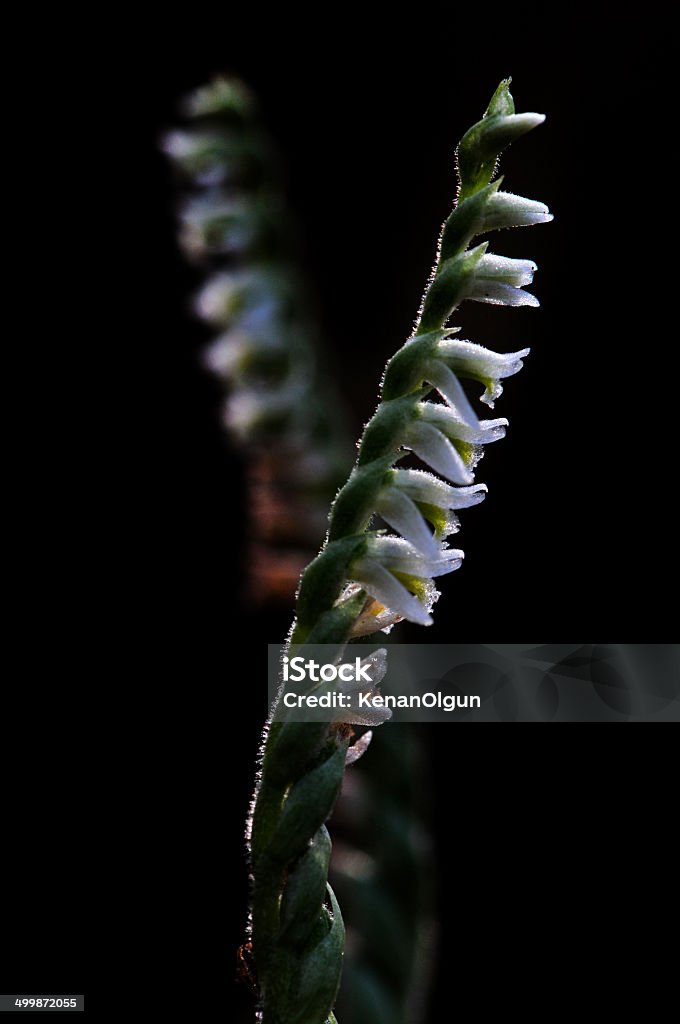 spiranthes spiralis - Стоковые фото Аборигенная культура роялти-фри