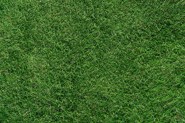 trawnik - grass area high angle view playing field grass zdjęcia i obrazy z banku zdjęć