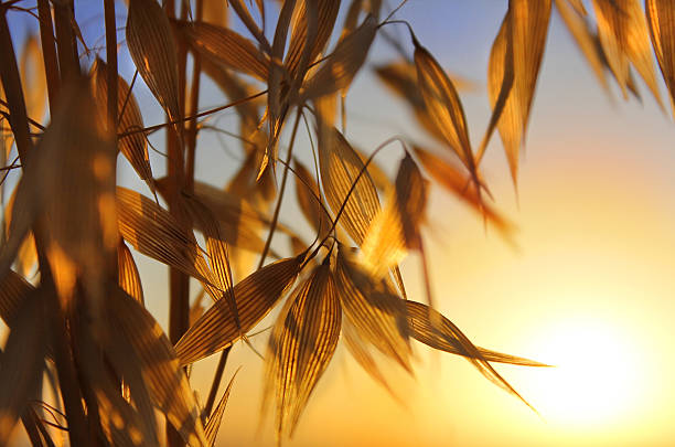 agricultural background, spikelets of oats at sunset