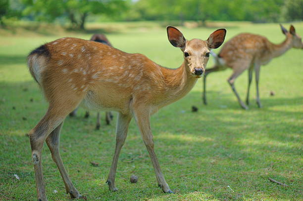 istock Deer of Nara Park 499873337