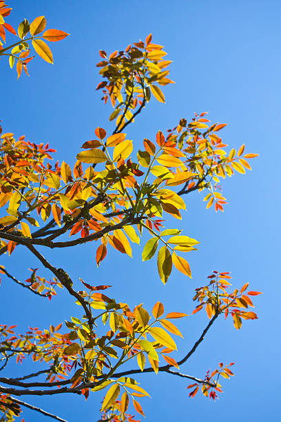 Colored fresh new leaves Branches of the walnut tree with fresh new leaves in the spring walnut grove stock pictures, royalty-free photos & images