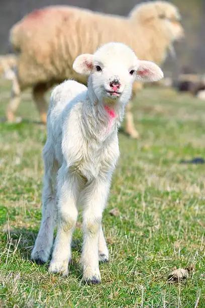 Photo of young lamb on green meadow