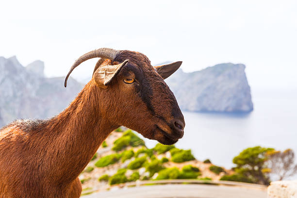 Photo of a young goat in the scrubland of Provence. This animal picture was taken on a hill in the Alpilles.
