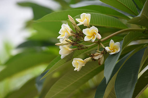 Plumeria obtusa stock photo