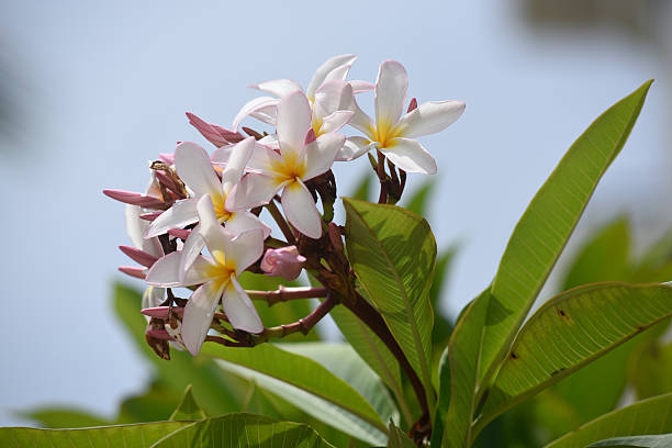 Plumeria obtusa stock photo