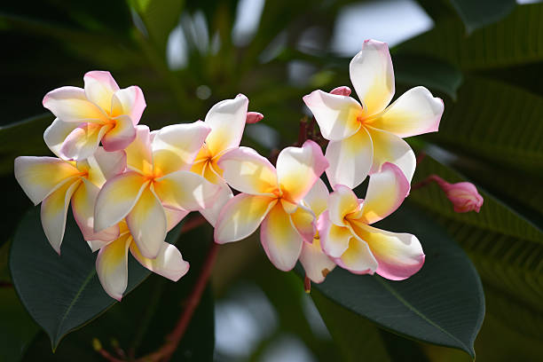 istock Plumeria obtusa 499875990