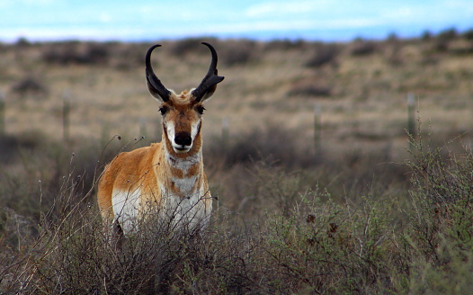 pronghorn antelope near Magdalena, new mexico