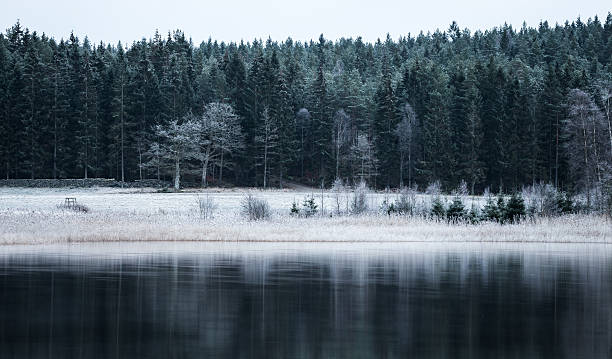 frosty paesaggio invernale - snow nature sweden cold foto e immagini stock