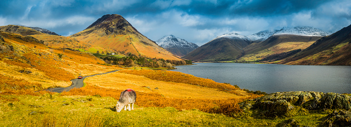 Sunlight and shadows on the idyllic landscape of Wast Water and the Western Fells of the Lake District National Park, Cumbria, from hardy Herdwick Sheep grazing on the lake shore pasture along the winding lane to Yewbarrow, Great Gable and the snowy slopes of Scafell, England's highest mountain. ProPhoto RGB profile for maximum color fidelity and gamut.