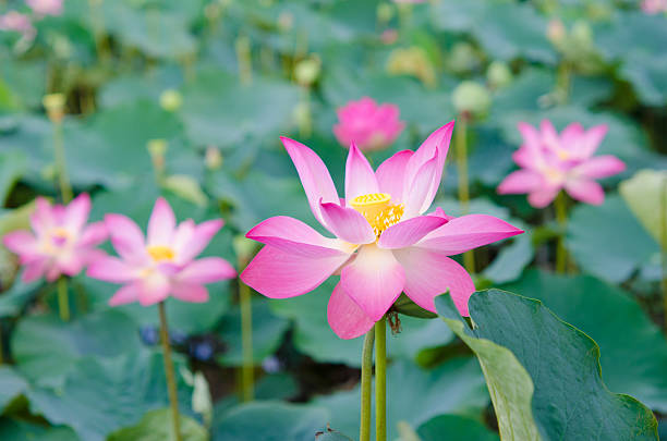 istock beautiful lotus flower 499878926