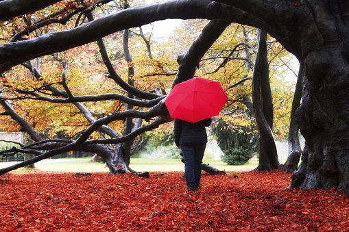 mature woman walking in the rain on an Autumn day. Model is carrying a red umbrella which compliments the autumn colours.
