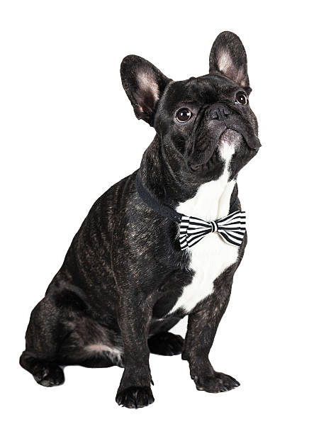 istock dog breed French bulldog 499879682